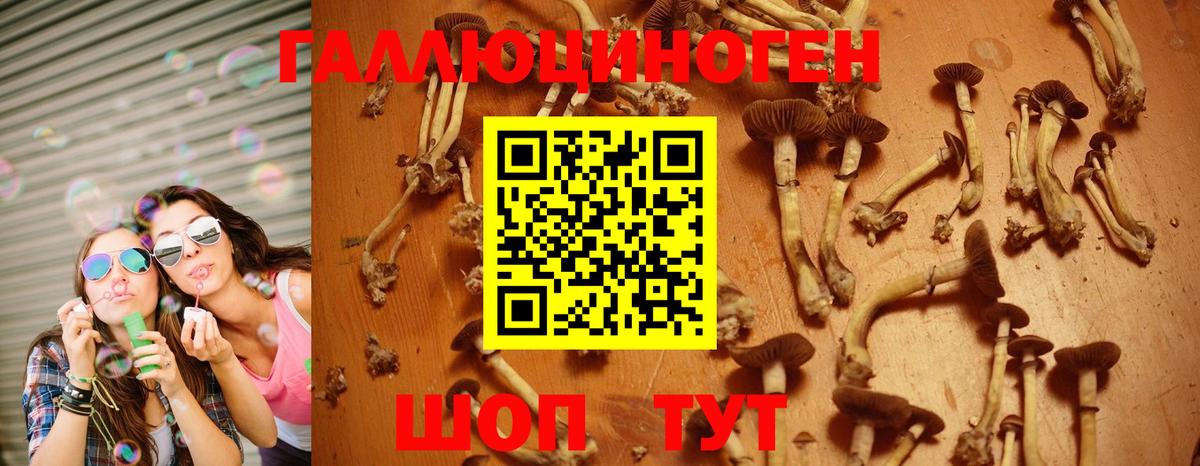 Галлюциногенные грибы Psilocybine cubensis  Вход с VPN  Красноармейск 